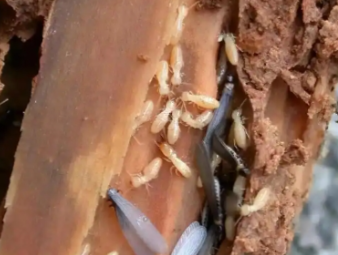 长寿白蚁防治公司分享夏季高温高湿，读懂白蚁分飞的底层逻辑与家庭防护方案